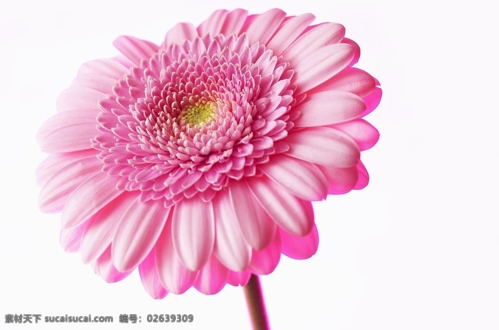 花 花海 玫瑰 鲜花 花朵 花束 郁金香 木棉花 菊花 牡丹花 百合花 花草 花草世界 虞美人 花卉 浪漫 丝带 软包 浪漫玫瑰 丝带玫瑰 花瓣 蝴蝶 简约 花店 插花 花艺 礼盒 花瓶 手捧花 红色花 黄色花 红色玫瑰 植物摄影 生物世界