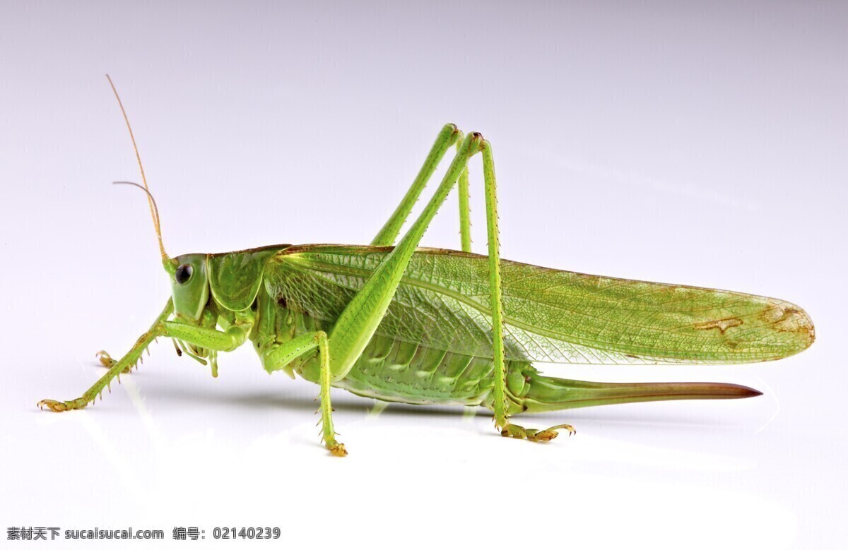 唯美 可爱 动物 昆虫 蚂蚱 生物世界