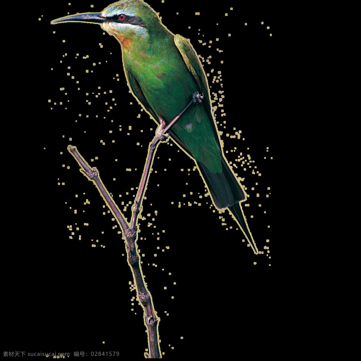唯美 印象 鸟儿 绘画 绿色鸟儿 站立枝头 生动 写实 刻画