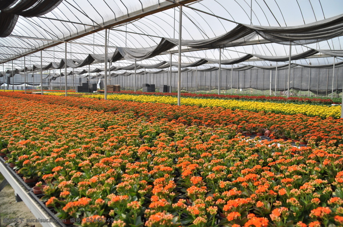 红花 花场 温室种植 花卉 农业 红色 现代科技 科学种养 环保 绿化 生活素材 农业生产