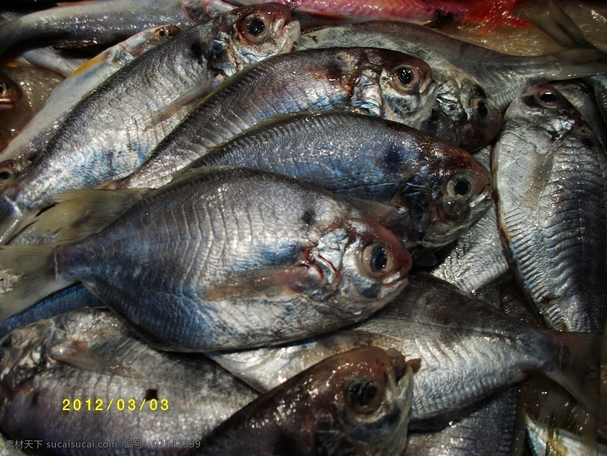 南昌 鱼 海鲜 海洋生物 海鱼 生物世界 鱼类 南昌鱼 自助餐鱼 美食鱼 鱼类图