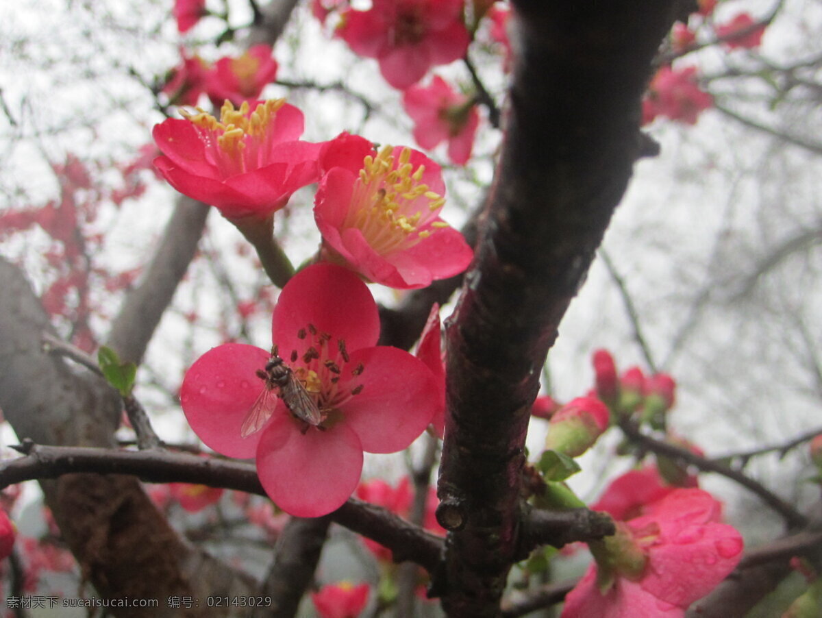 雨中探花 雨中 鲜花 海棠花 花草 生物世界