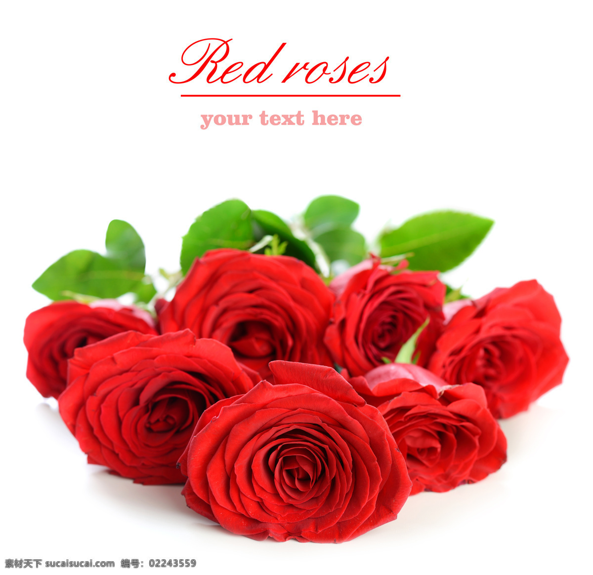 玫瑰花 母亲节鲜花 花朵 红玫瑰 情人节 卡片 贺卡 玫瑰 鲜艳 鲜花 唯美花朵 花草 生物世界