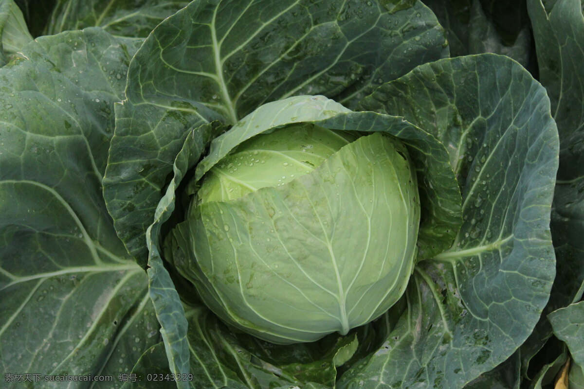 田间甘蓝摄影 甘蓝 田间摄影 包菜 卷心菜 蔬菜 绿色 生物世界