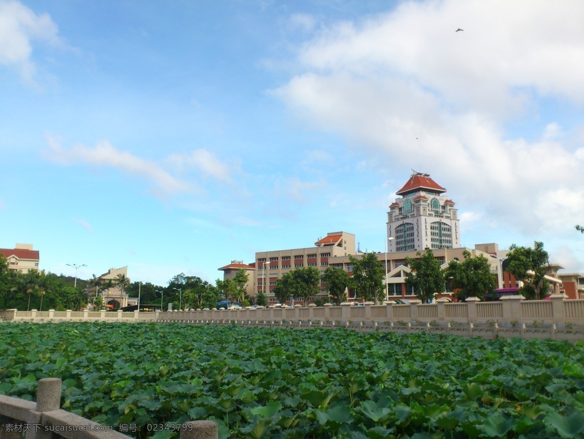 厦门大学 大学 建筑风景 大学风光 荷花 厦门 人文景观 旅游摄影