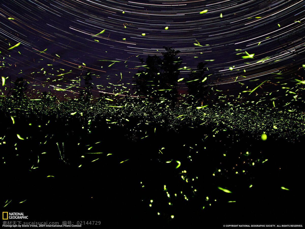 萤火虫 2010 national geographic 安大略省 昆虫 荧光 绿色 夜间 光线 萤火 生物世界