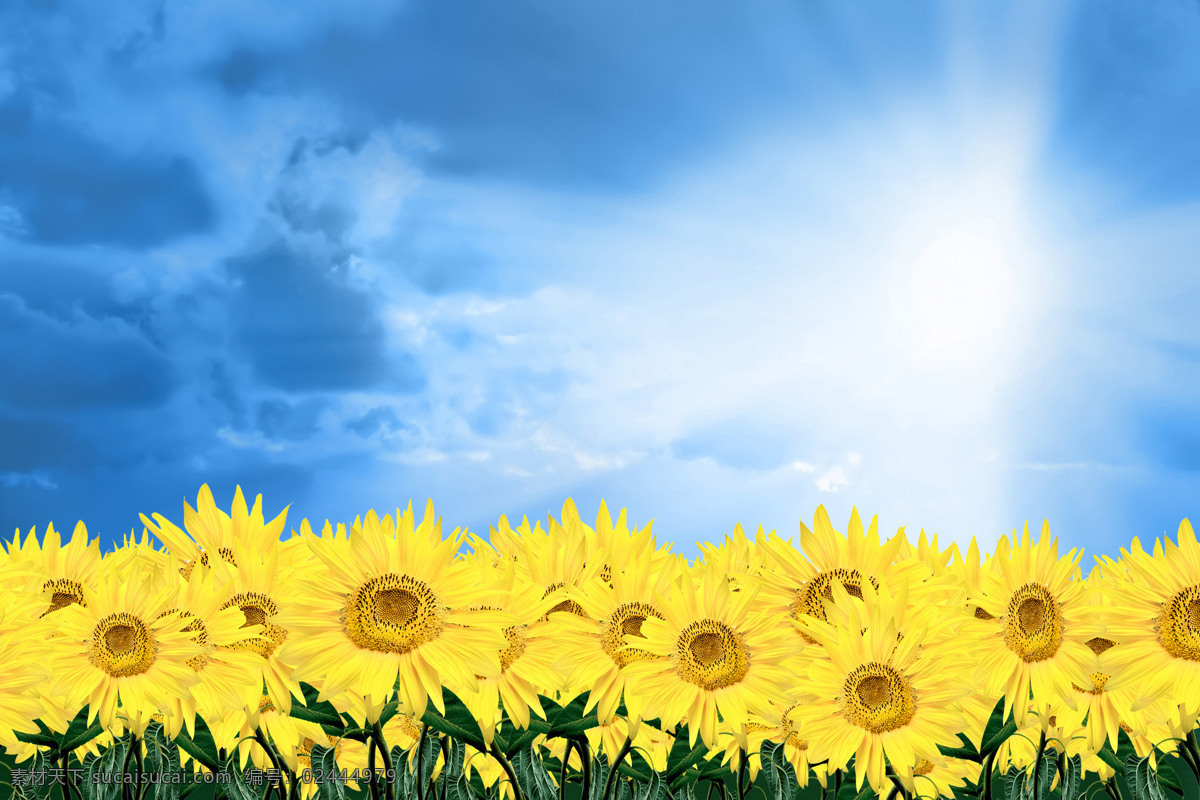 向日葵 花卉 白云 花 蓝天 太阳花 阳光 黄色花卉 背景图片