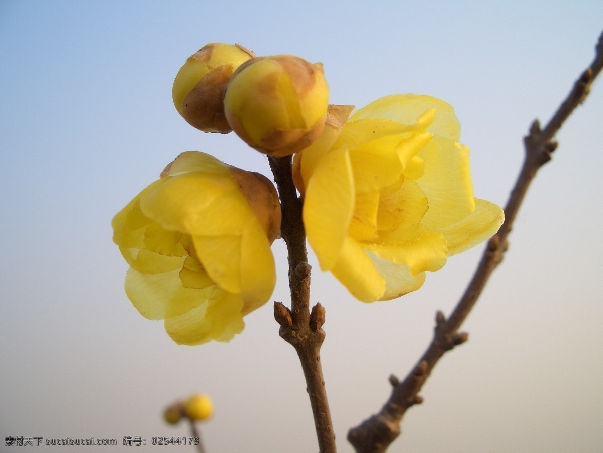 蜡梅 生物世界 花草 花卉植物 摄影图库