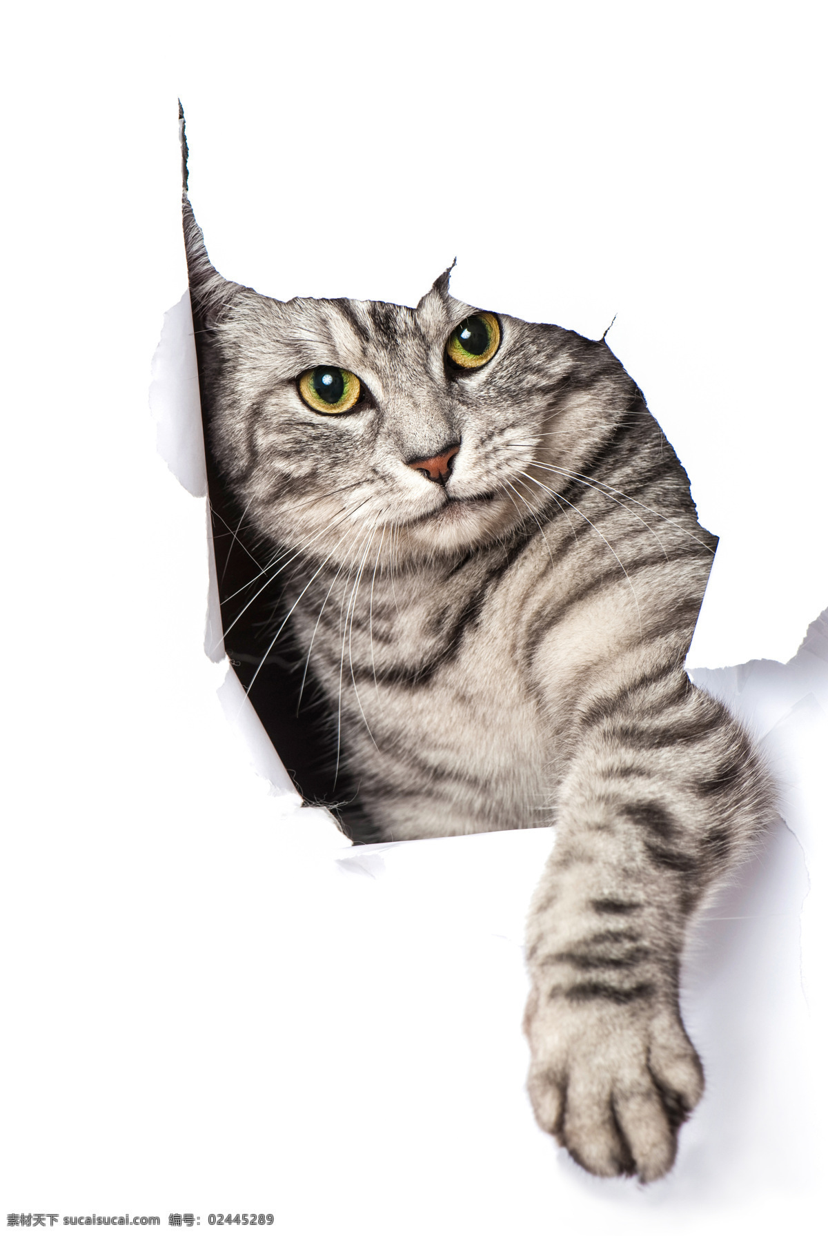 宠物猫 小猫 猫咪 花猫 猫 家禽 懒猫 宠物 家猫 动物 家禽家畜 生物世界