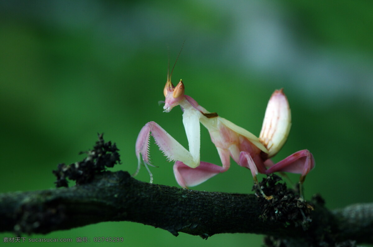 兰花螳螂 昆虫 刀螂 保护色 捕食 马来西亚 生物世界