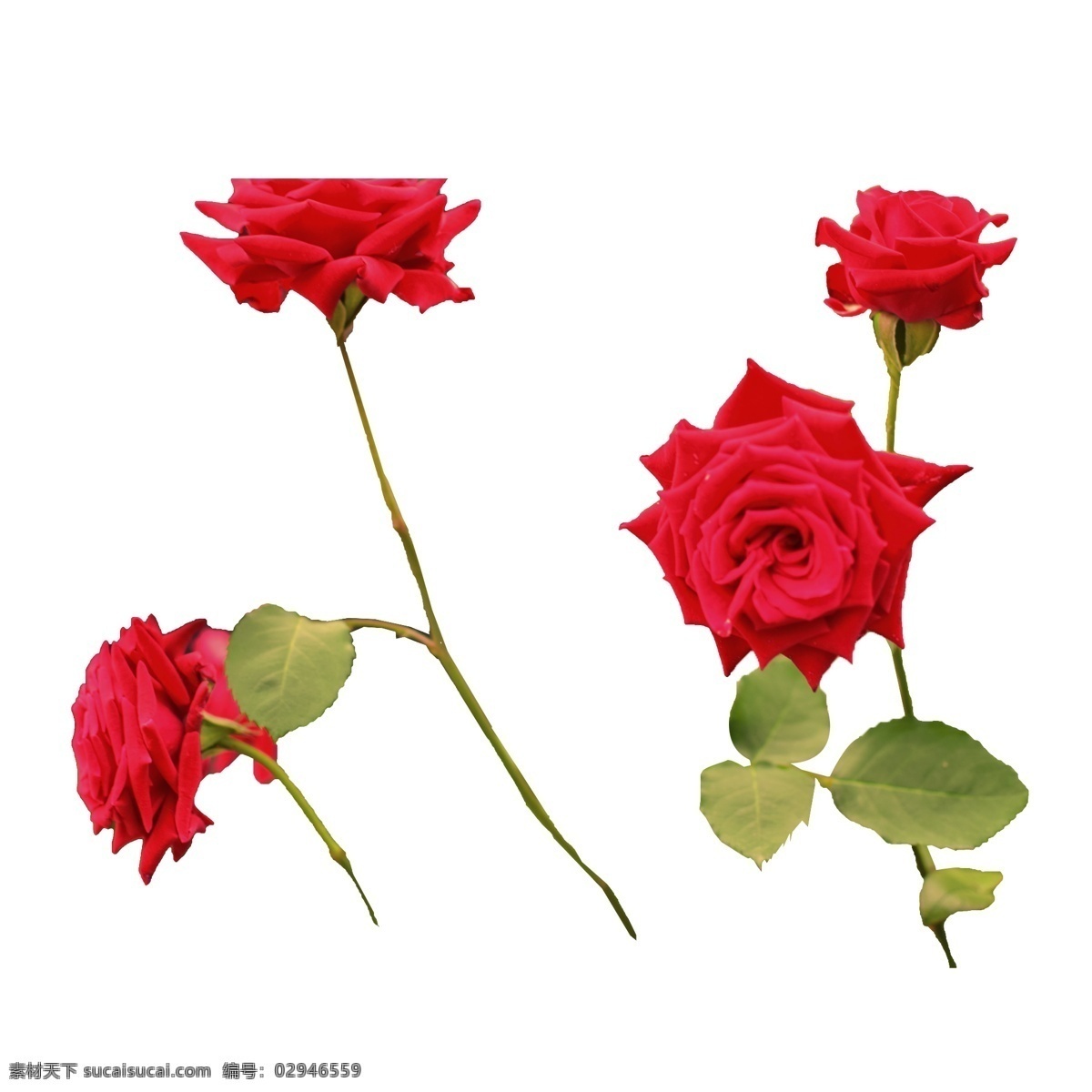 一些 盛开 红玫瑰 玫瑰花 玫瑰 盛开的 绽放 美丽 新鲜 植物 生物世界 花草 情人节 节日