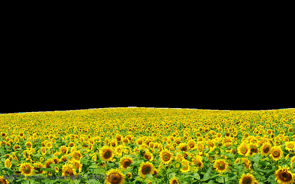 密集 葵花 免 抠 透明 图 层 高清 朵 向日葵 卡通 背景图片 唯美 美丽 大全 太阳花图片 黄色向日葵