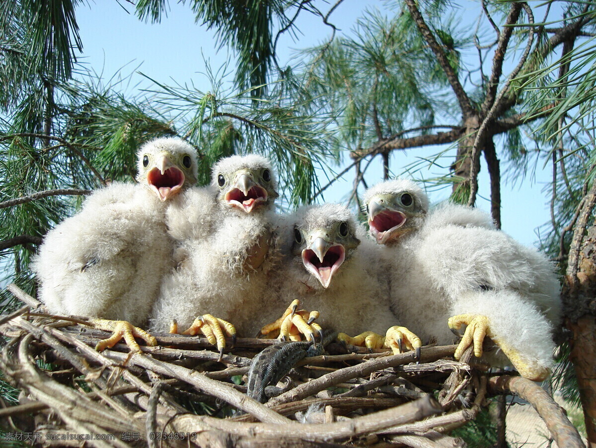 雏鹰 老鹰 鹰的成长 草原鹰 小鹰 生物世界 鸟类