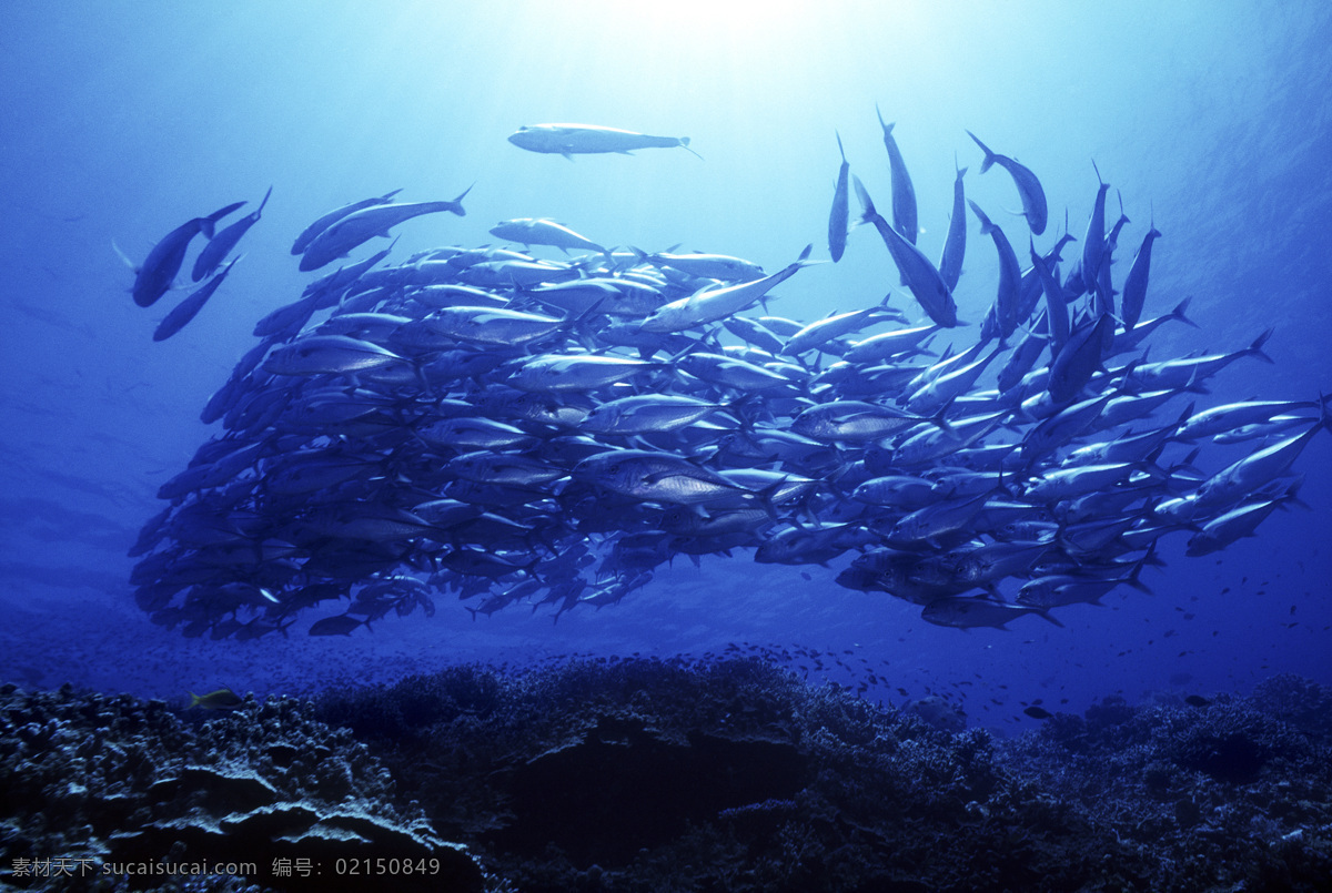 深海免费下载 安静 海胆 海底世界 海星 礁石 潜水员 珊瑚 深海 生物 水母 鱼群 探秘 鱼 生物世界