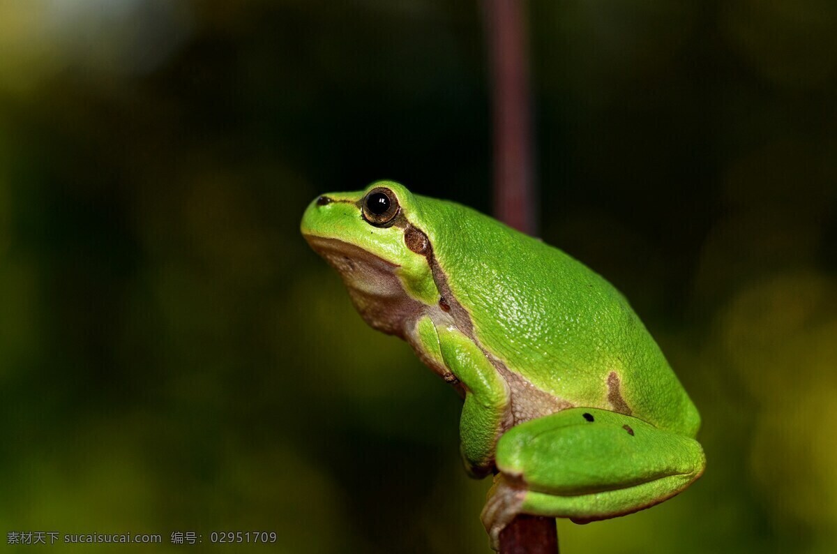 绿色 青蛙 高清 雨蛙 绿色青蛙 两栖动物 保护动物