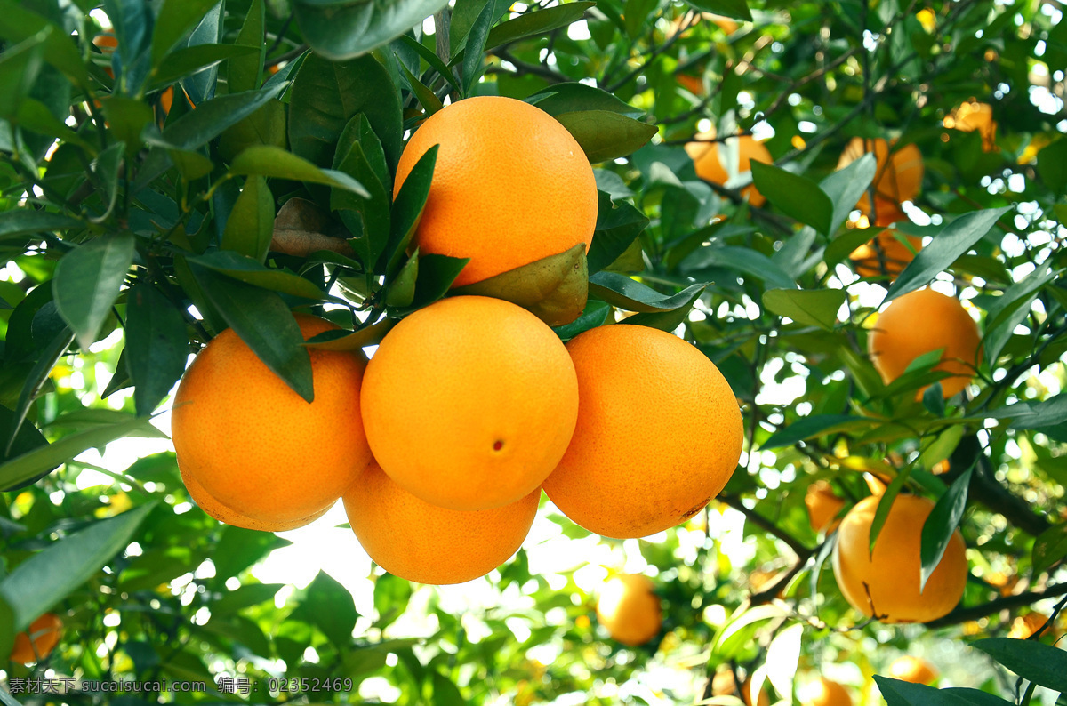 橙子 橘子 摄影师 水果 橘子树 生物世界