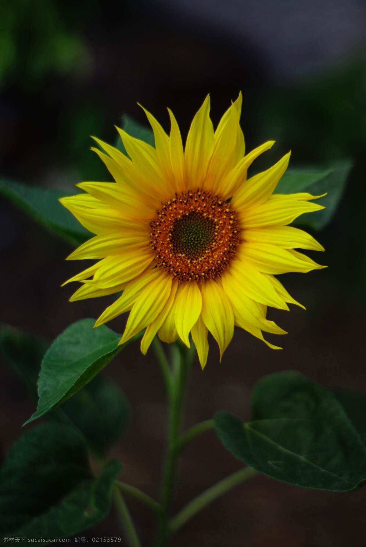 太阳花 向阳花 葵花 向日葵壁纸 向日葵园地 大片向日葵 成片向日葵 蓝天向日葵 向日葵图片 黄色花黄花 向日葵花园 向日葵花地 大量向日葵 向日葵素材 向日葵特写 花卉素材 自然景观 自然风景