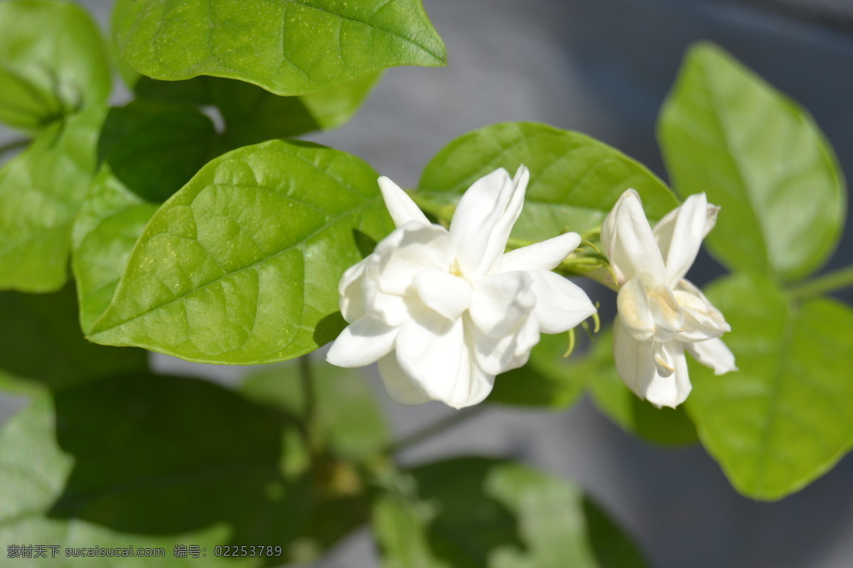 茉莉花 香魂 木梨花 百花 绿叶 植物 花草 生物世界