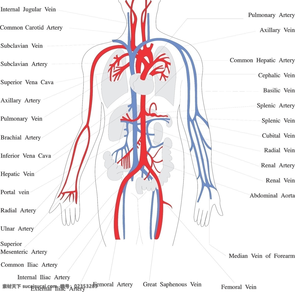 科学研究 器官 人体 身体 生活百科 示意图 透视图 现代科技 心脏 肺脏 肝脏 医学 矢量 医疗保健 海报 其他海报设计