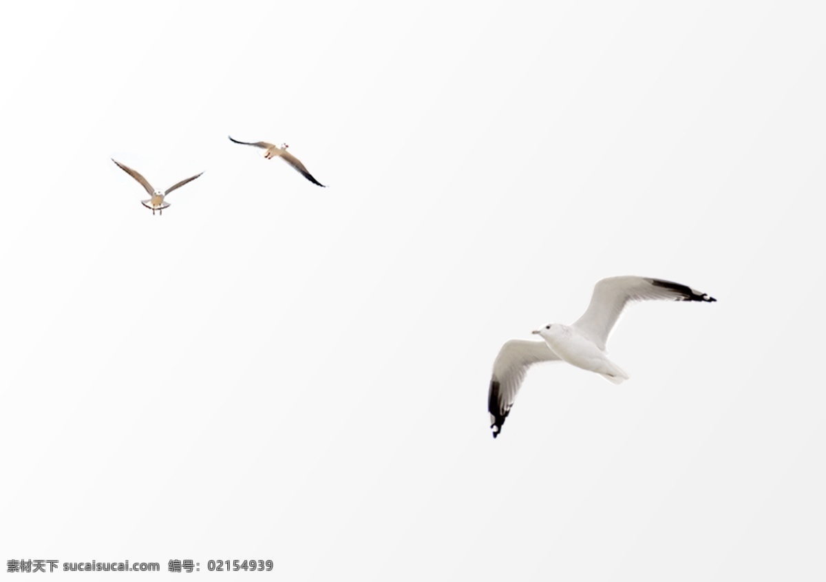 海鸥 白色 远景 飞翔 海洋 天空 png格式 分层