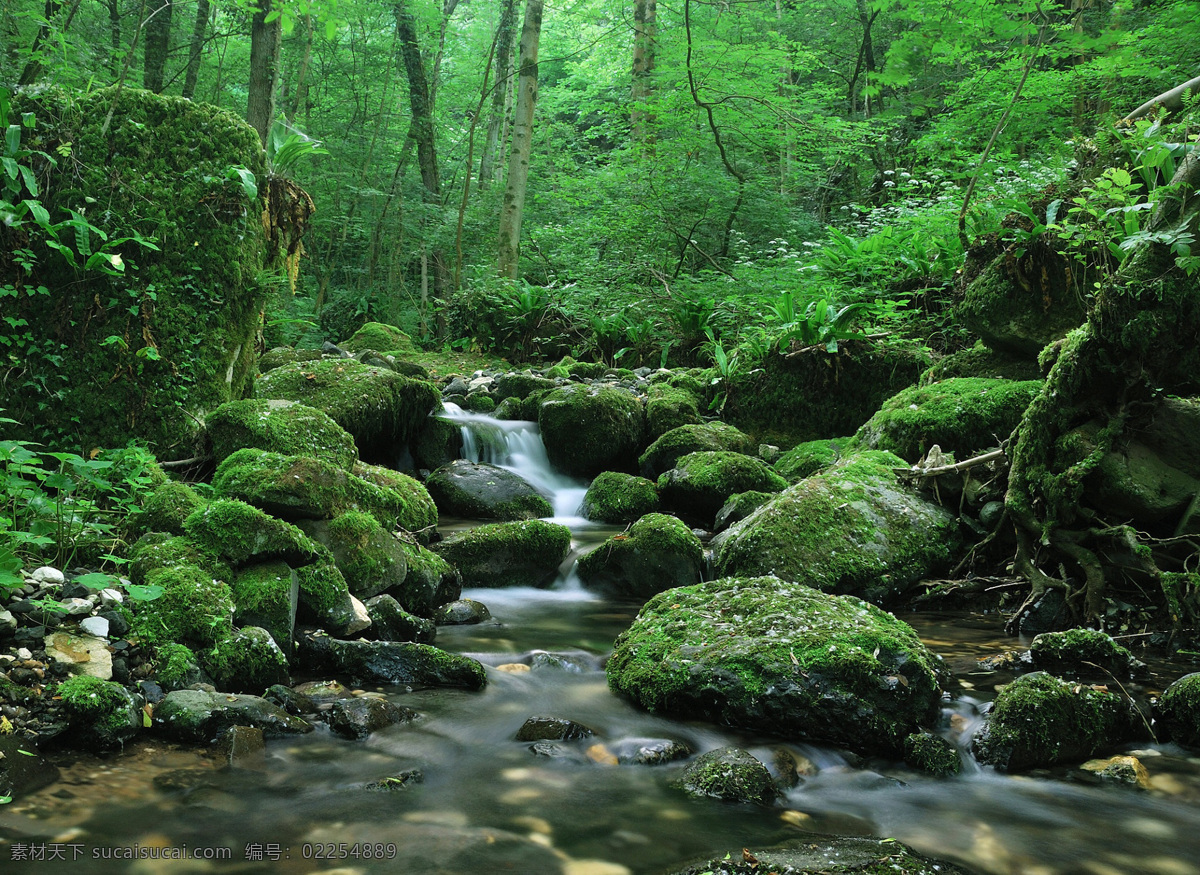 森林 流水 瀑布 石头 树木 草 山水风景 自然景观