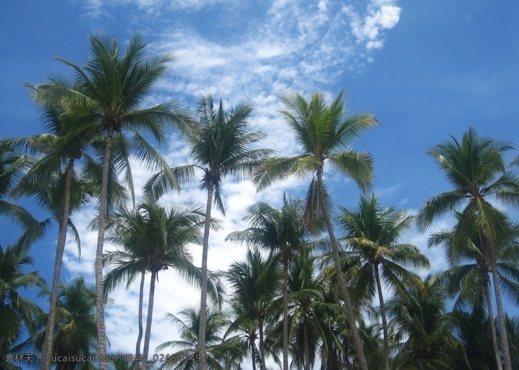 椰林 椰树林 椰树 椰子树 热带植物 生物世界 树木树叶