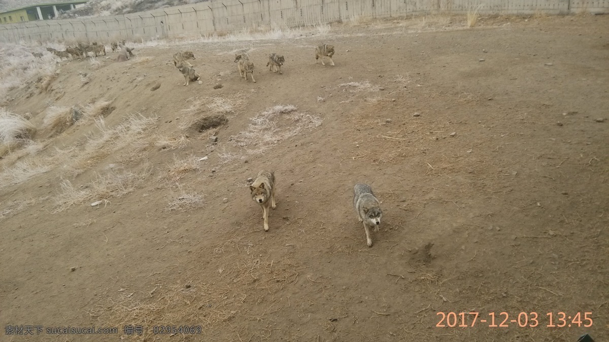 狼群狼一群狼动物园群狼素材图片下载-素材编号02954069-素材天下图库