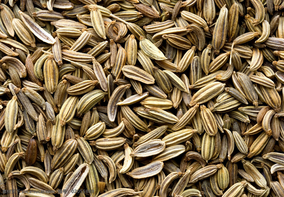 香料五香调味 花椒 辣椒 桂皮 陈皮 茴香 青椒 红椒 红花椒 绿花椒 绿椒 调料 调料大全 五香 五香调料 麻辣 麻辣调料 调货 小茴香 豆蔻 干木耳 调味品 八角 花椒树 香料 辣椒面 苦豆 草寇 香叶 五香调味 餐饮美食