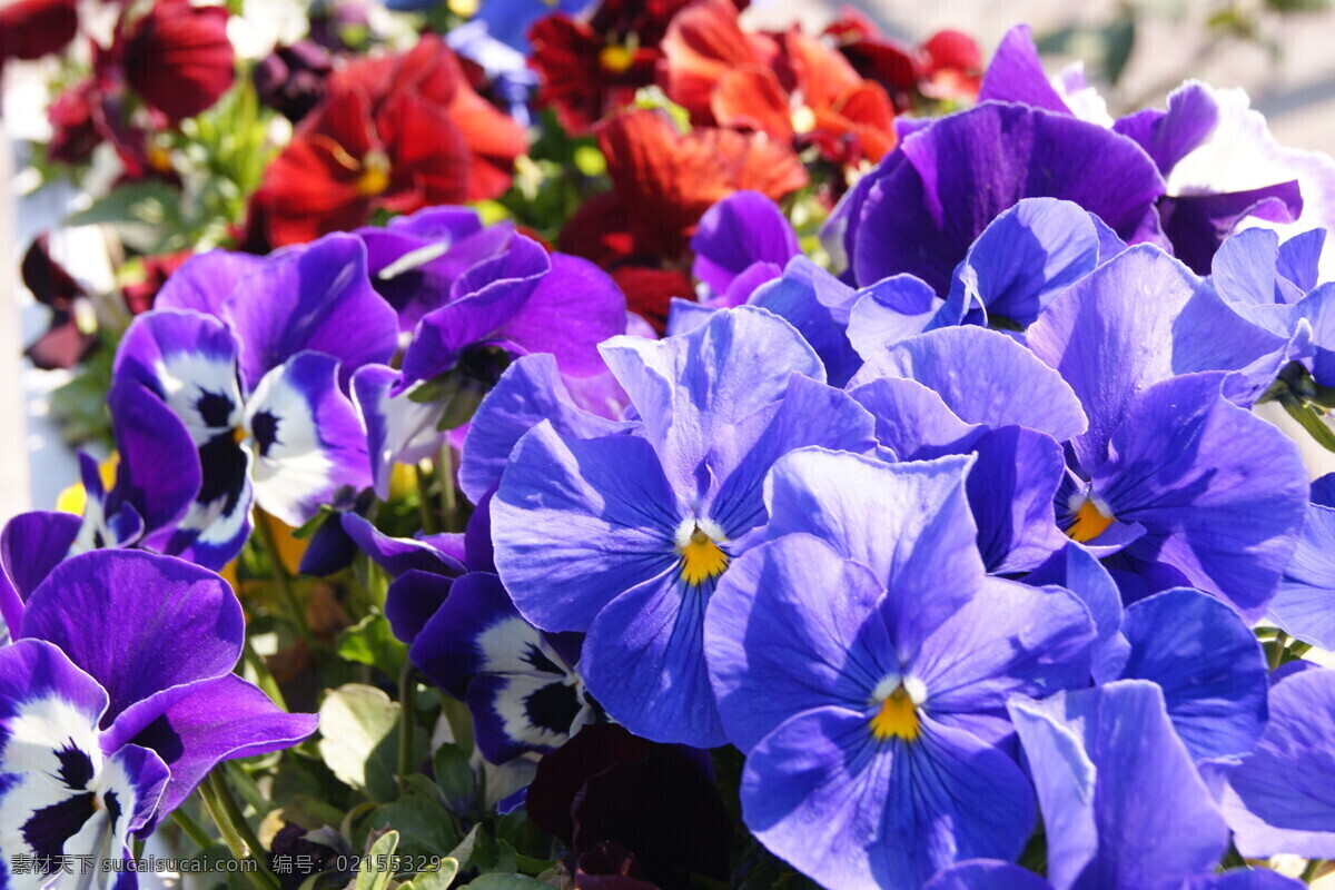 万紫千红 紫色 花朵 三色堇 蓝色 粉红色 花草 生物世界