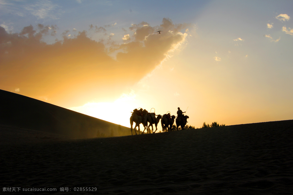 傍晚 沙漠 骆驼 景色 沙漠骆驼景色 沙漠傍晚景色 沙漠景观 黄昏沙漠景色 傍晚的沙漠 旅游摄影 自然风景