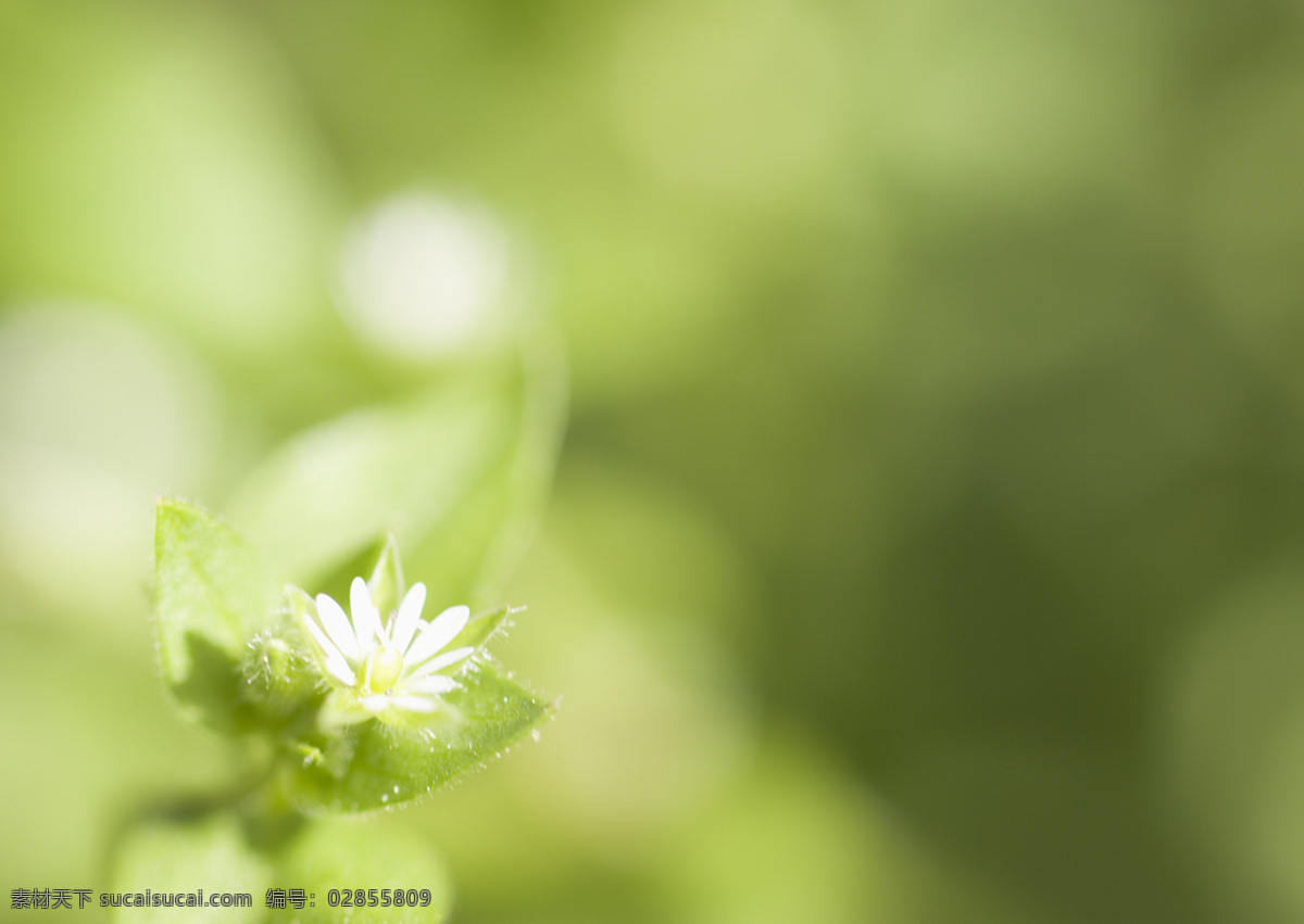 绿色 梦幻 背景 春天 野花 鲜花 花朵 清新 清爽 鲜花背景 背景素材 美丽风景 摄影图 高清图片 花草树木 生物世界