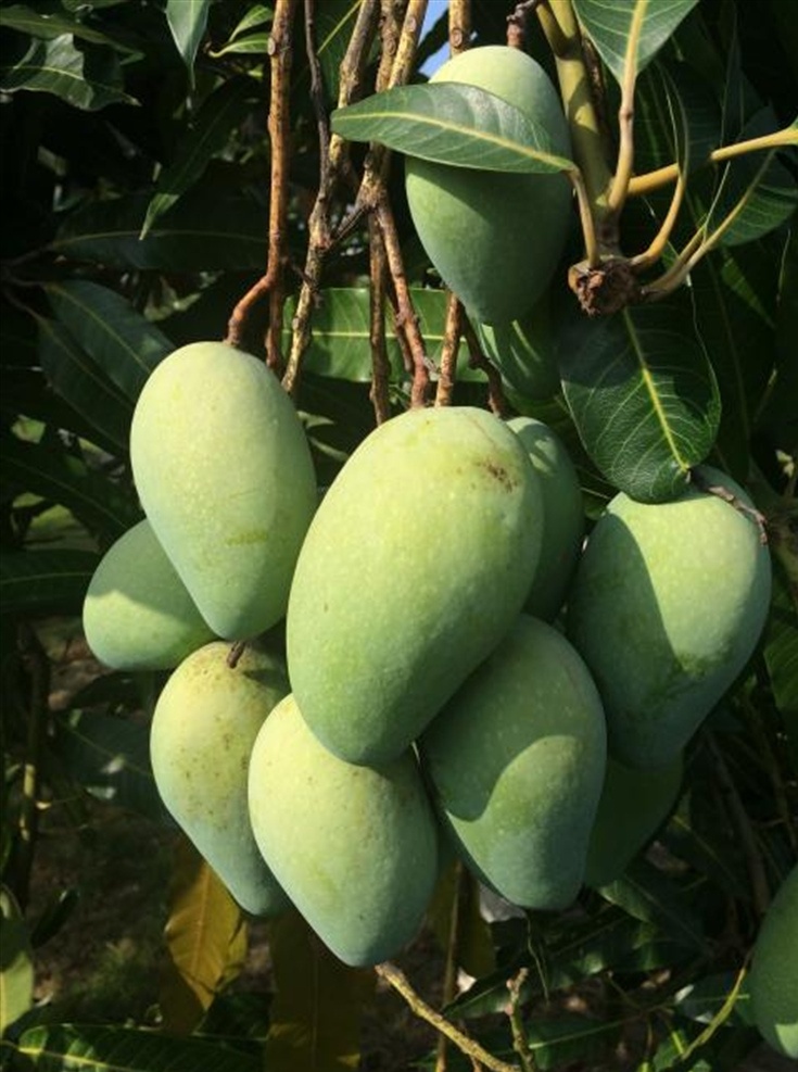 芒果 香芒 新鲜 水果 亚热带 生鲜食材 生物世界