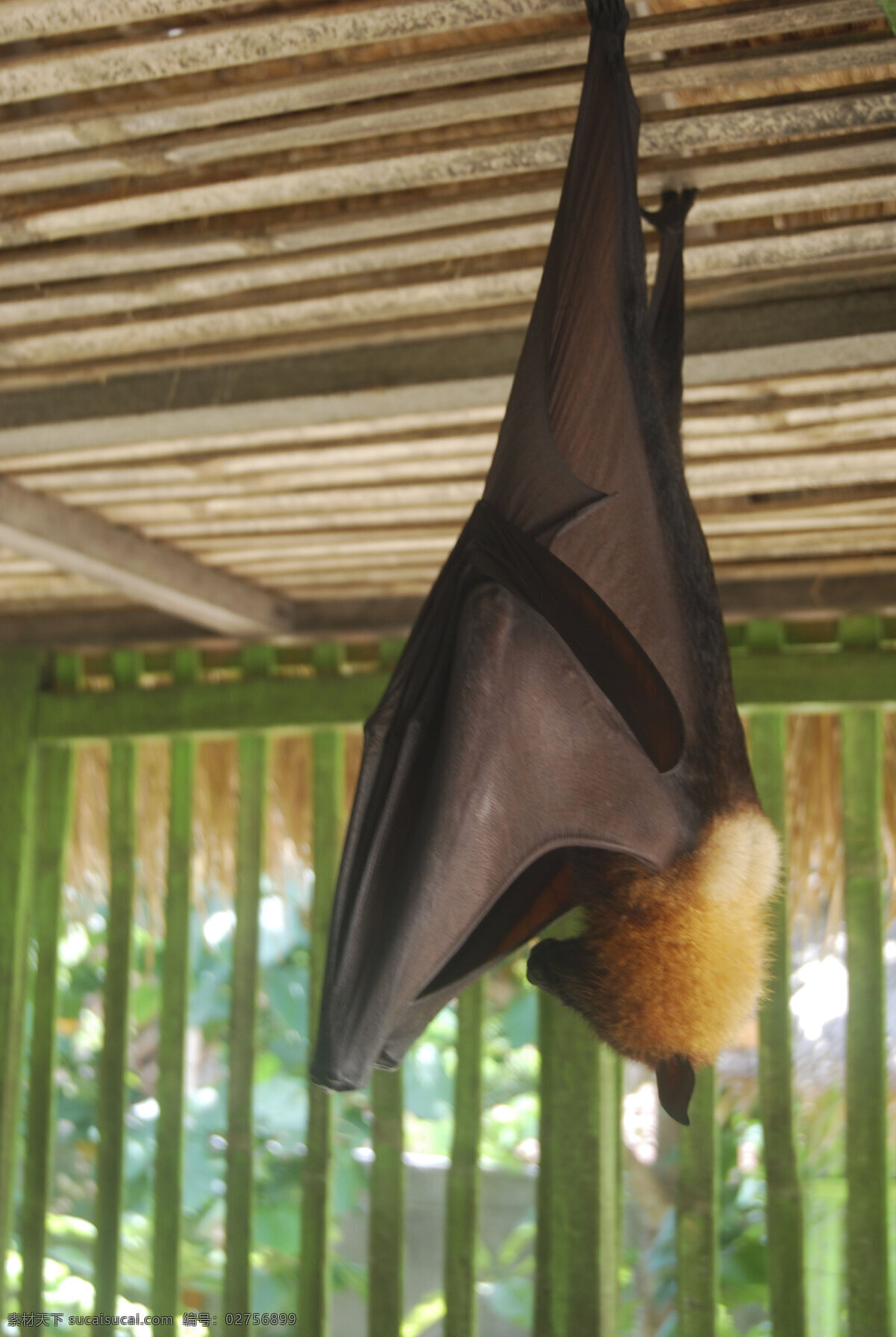 印尼大蝙蝠 印度尼西亚 巴厘岛 野生 动物 大蝙蝠 野生动物 生物世界
