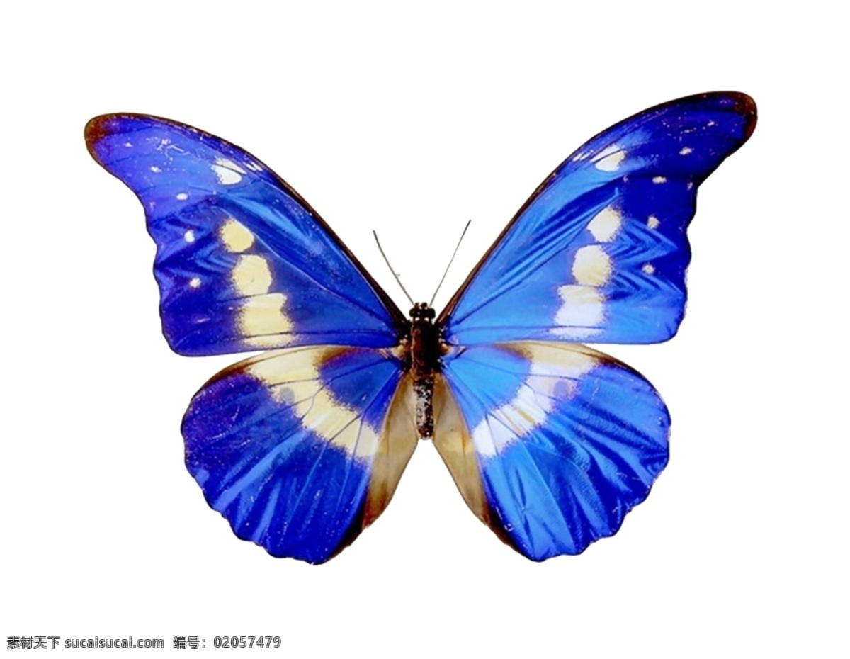 蝴蝶元素 花蝴蝶 昆虫 小动物 彩色蝴蝶 蓝色 对称 翅膀 质感 装饰 饰品 点缀 彩色 春天 飞翔 素材图