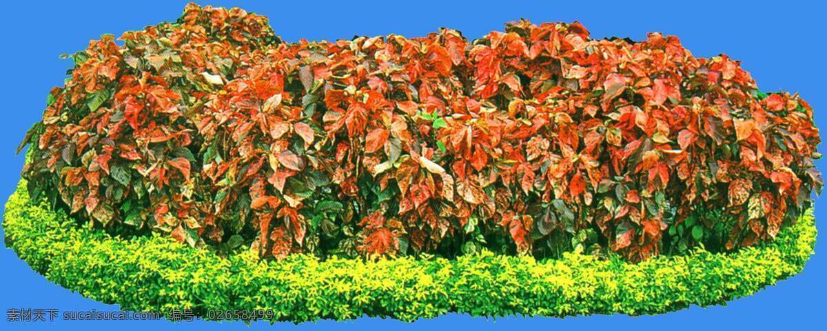 红叶 铁 苋 草本 类 观 叶 植物 园林植物 红叶铁苋 观叶 配景素材 园林 建筑装饰 设计素材 3d模型素材 室内场景模型