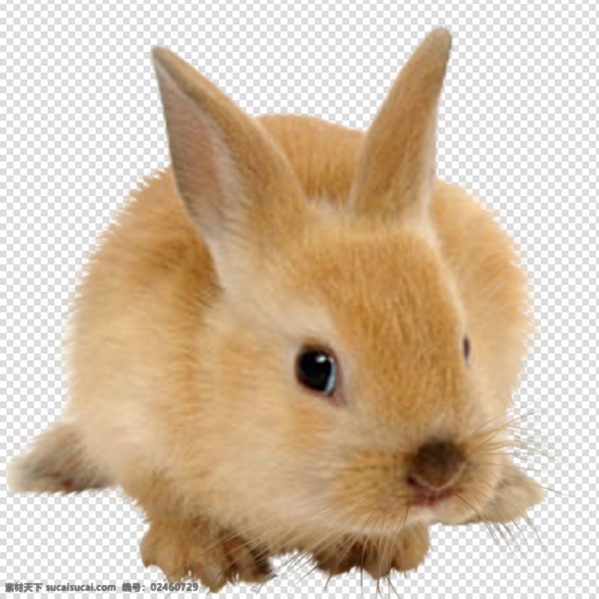 兔子图片 兔子 兔 可爱 小可爱 毛绒兔 透明底 动物 免抠图 psd分层图 分层图 免扣 透明 透明背景 分层