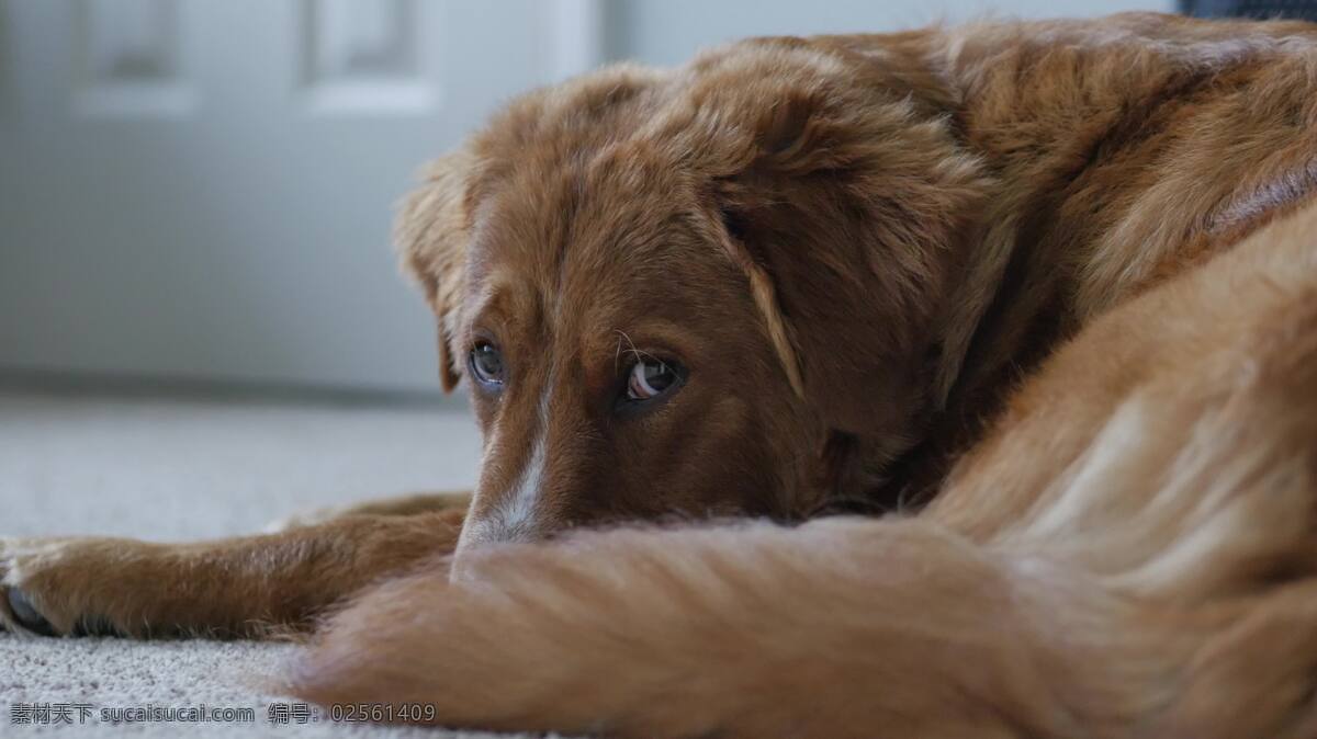 狗 滑 块 射击 4k 动物 宠物 国内的 驯化 猎犬 毛茸茸的 同伴 家 房子 客厅 铺设 睡觉 休息 朋友