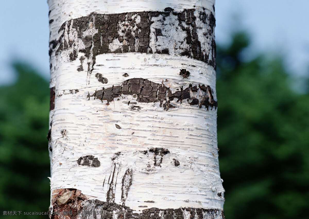白桦树树干 白桦树 树皮 树干 树木 材质 贴图 纹理 花草植物树木 生物世界 树木树叶