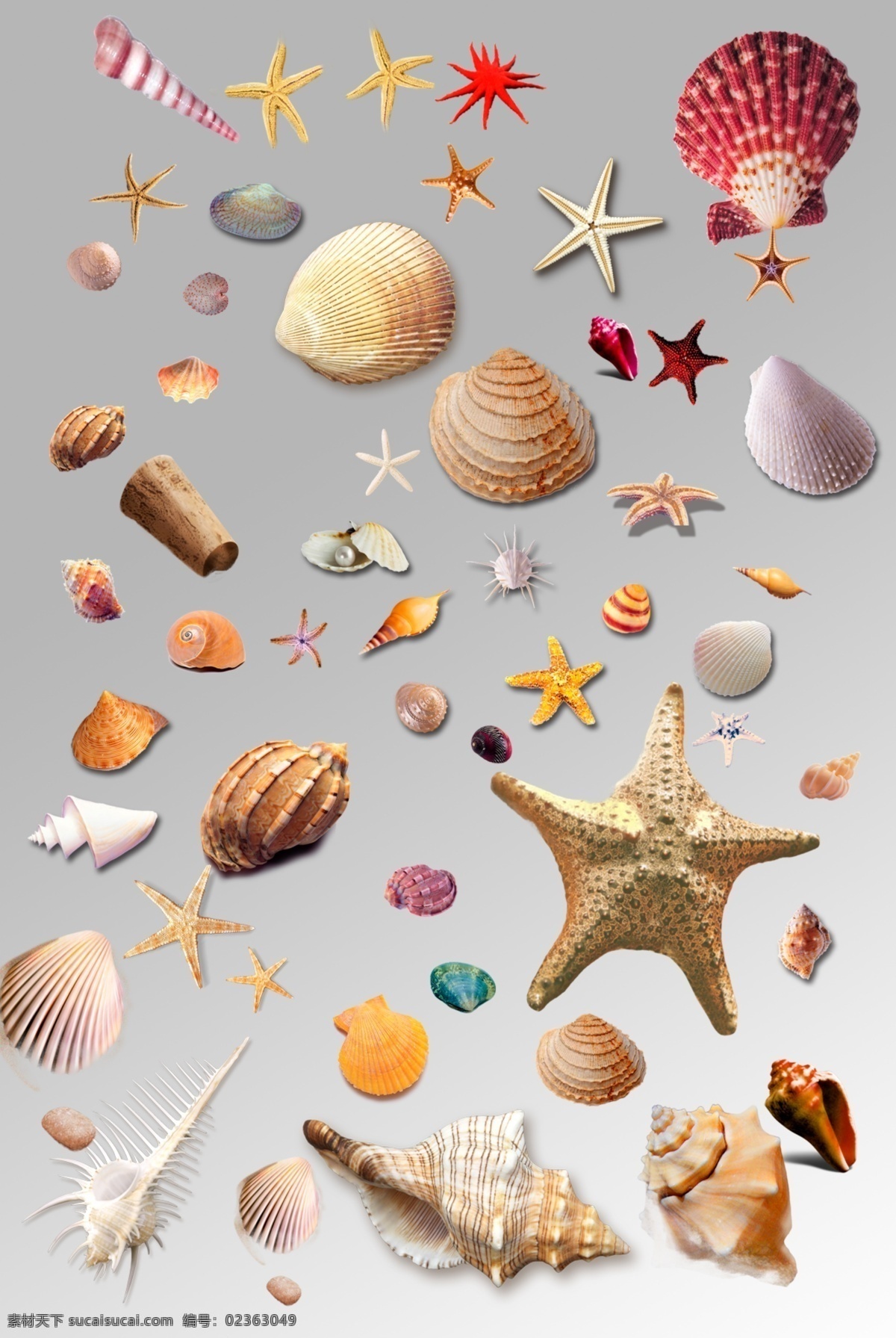 组 各种各样 贝壳 海星 海螺 海洋生物 元素 海洋生物集合 psd分层 卡通鱼类 海底世界 海底生物 海洋素材 贝壳素材