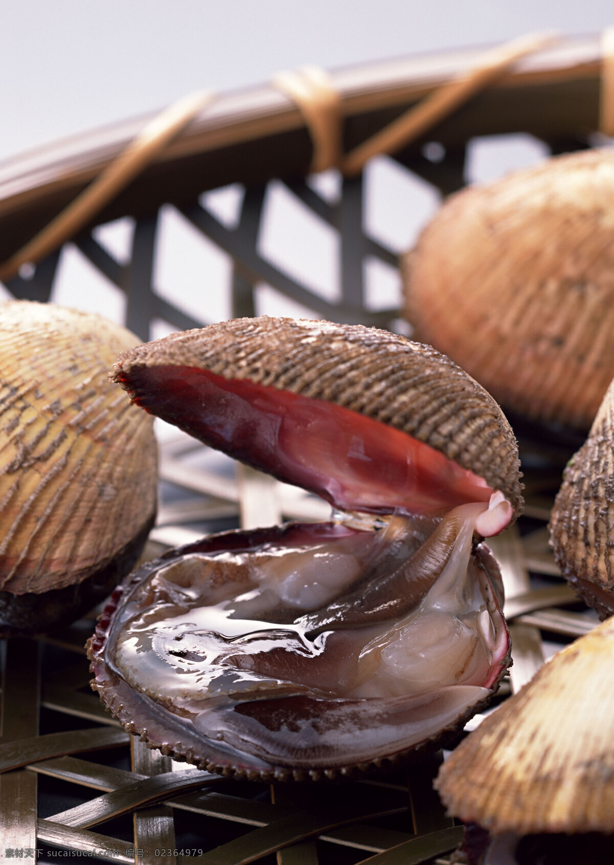 海鲜 生蚝 贝壳 海鲜食材 海螺 螺子肉海产品 海产品 贝类 海鲜水产 海鲜贝类 海底生物 新鲜海鲜 海鲜素材 海洋资源 食物原料 餐饮美食 摄影图库 摄影图片 高清图片 印刷图片 海洋生物 生物世界