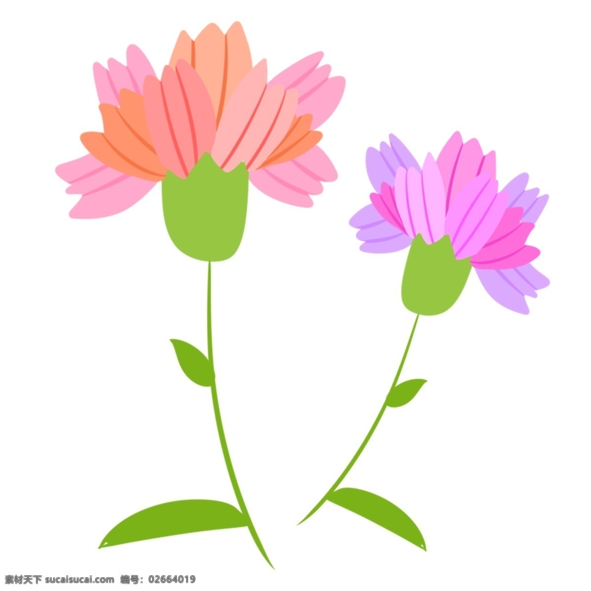 粉 紫色 卡通 康乃馨 粉色 植物