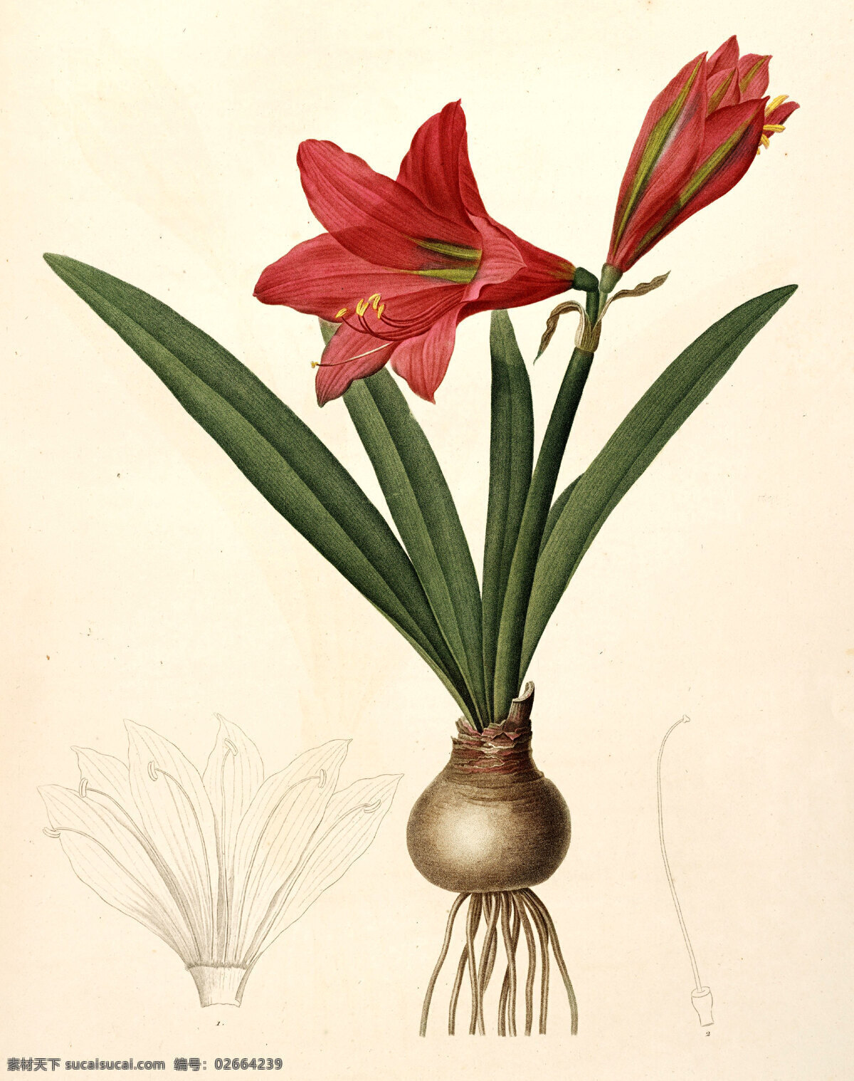 手绘 插画 花卉 装饰画 兰花 草图 谱 手绘插画 花卉装饰画 花草图谱 植物 花朵 风景 绿植 盆景 生物世界 花草 文化艺术 绘画书法 美术绘画