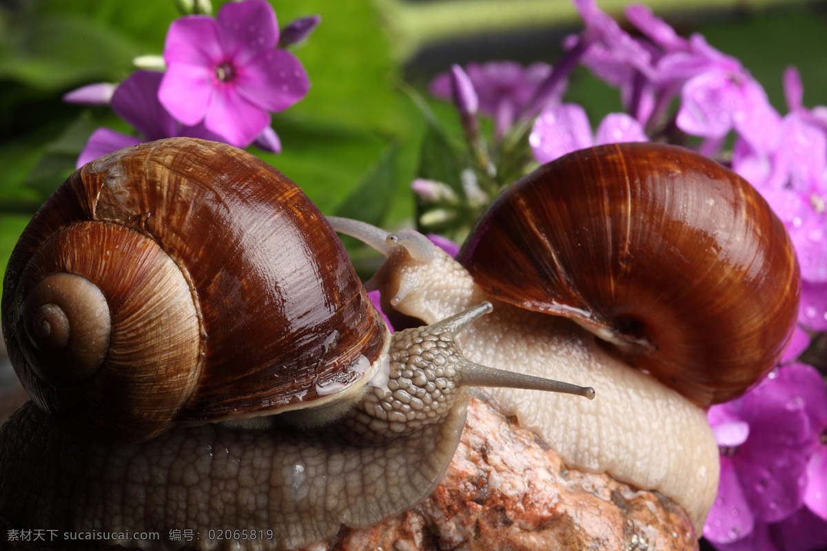 花朵 两 只 蜗牛 动物 爬行 无脊椎动物 花纹 触角 贝壳 鲜花 昆虫世界 生物世界 黑色