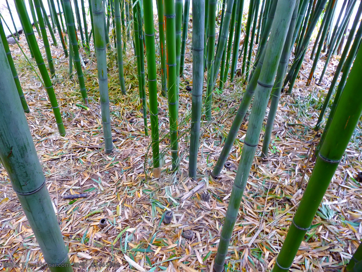 翠竹 绿色 毛竹 生物世界 树木树叶 竹 竹林 竹子 林子 密林 楠竹 竹子素材 竹林图片 矢量图 日常生活