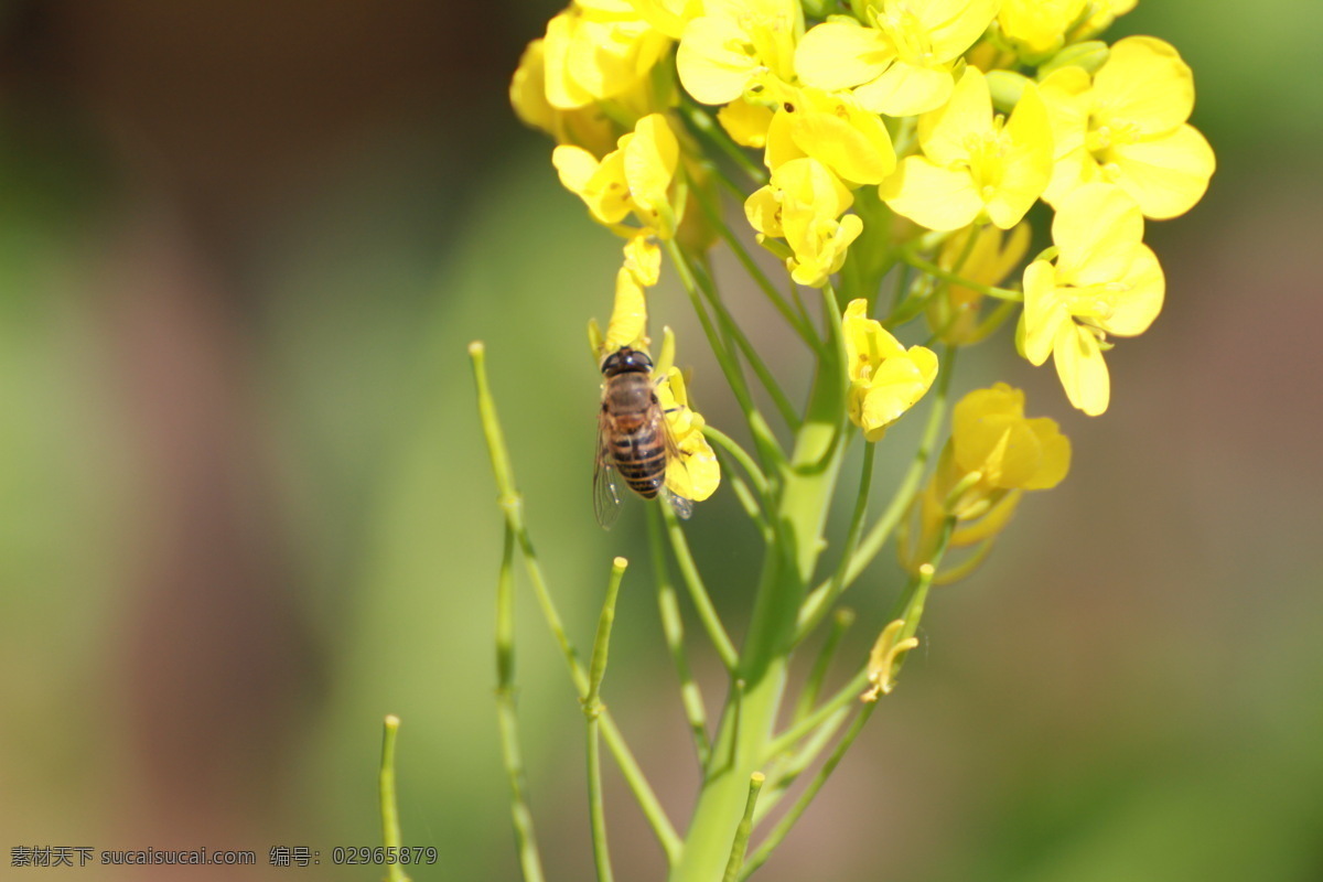 辛勤 劳动 蜜蜂 花 动物 花卉 昆虫 高清摄影 生物世界