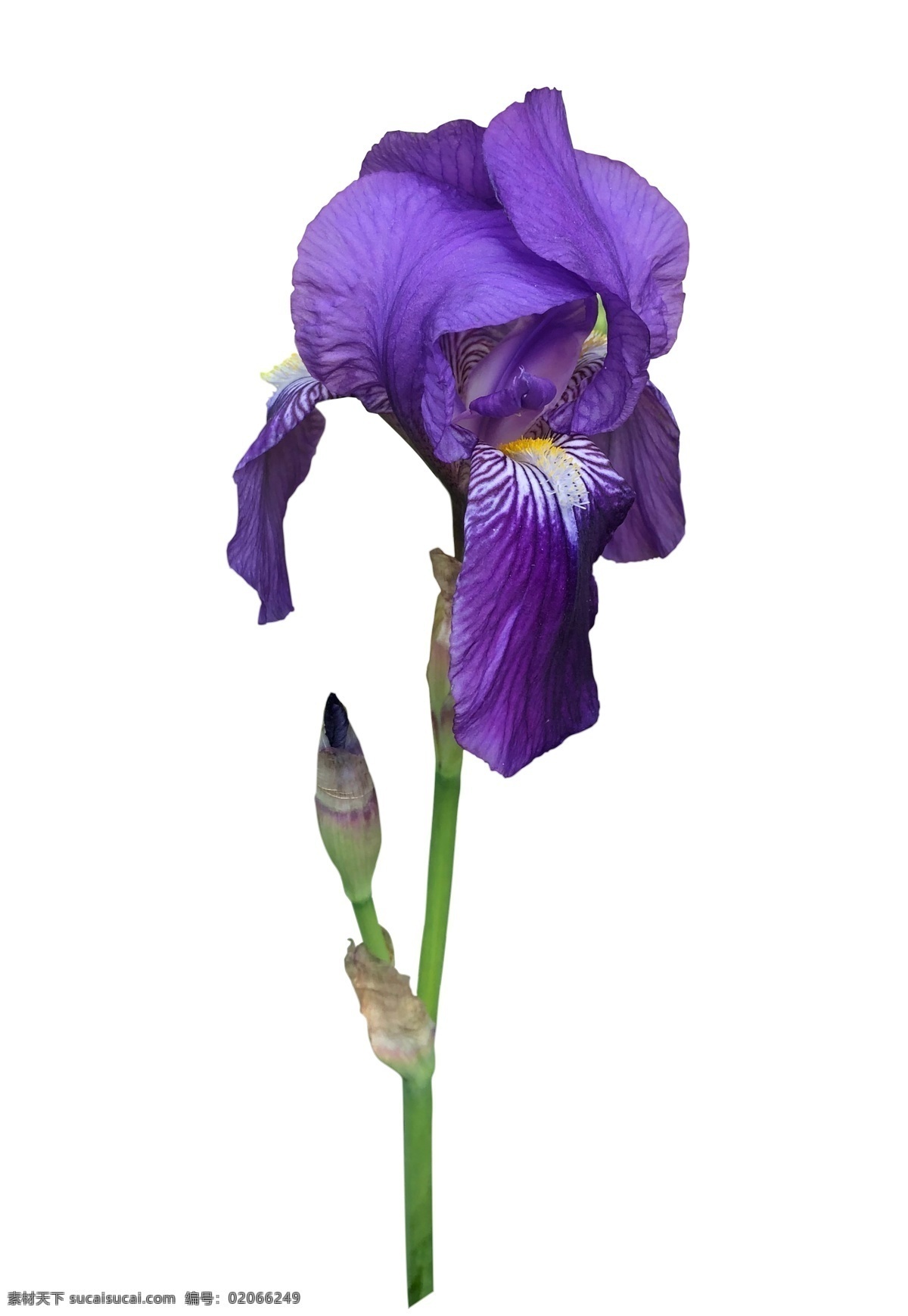 鸢尾花 鲜花 花卉白底抠图 紫色 花卉摄影 自然景观