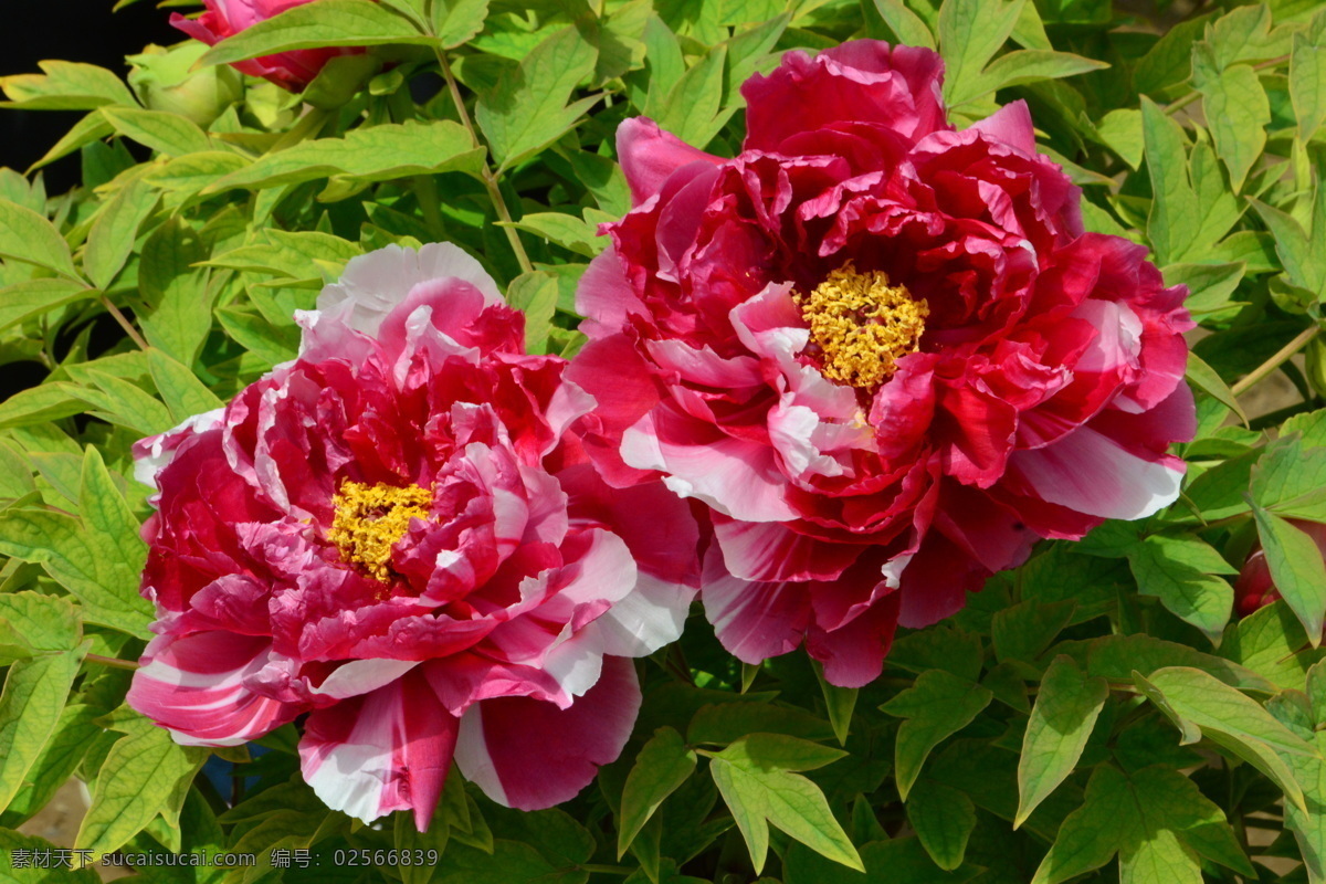 牡丹花 牡丹 观赏花卉 鼠姑 木芍药 百雨金 洛阳花 花朵 花瓣 花蕊 花卉 花儿 花草 植物 园林绿化 绿化景观 芍药牡丹 生物世界