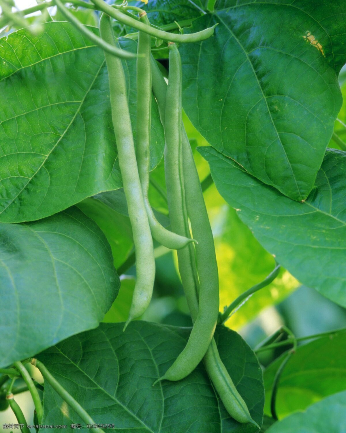 豆角种植 菜园 新鲜 菜地 新鲜四季豆 蔬菜种植 蔬菜 菜品图 餐饮美食 传统美食