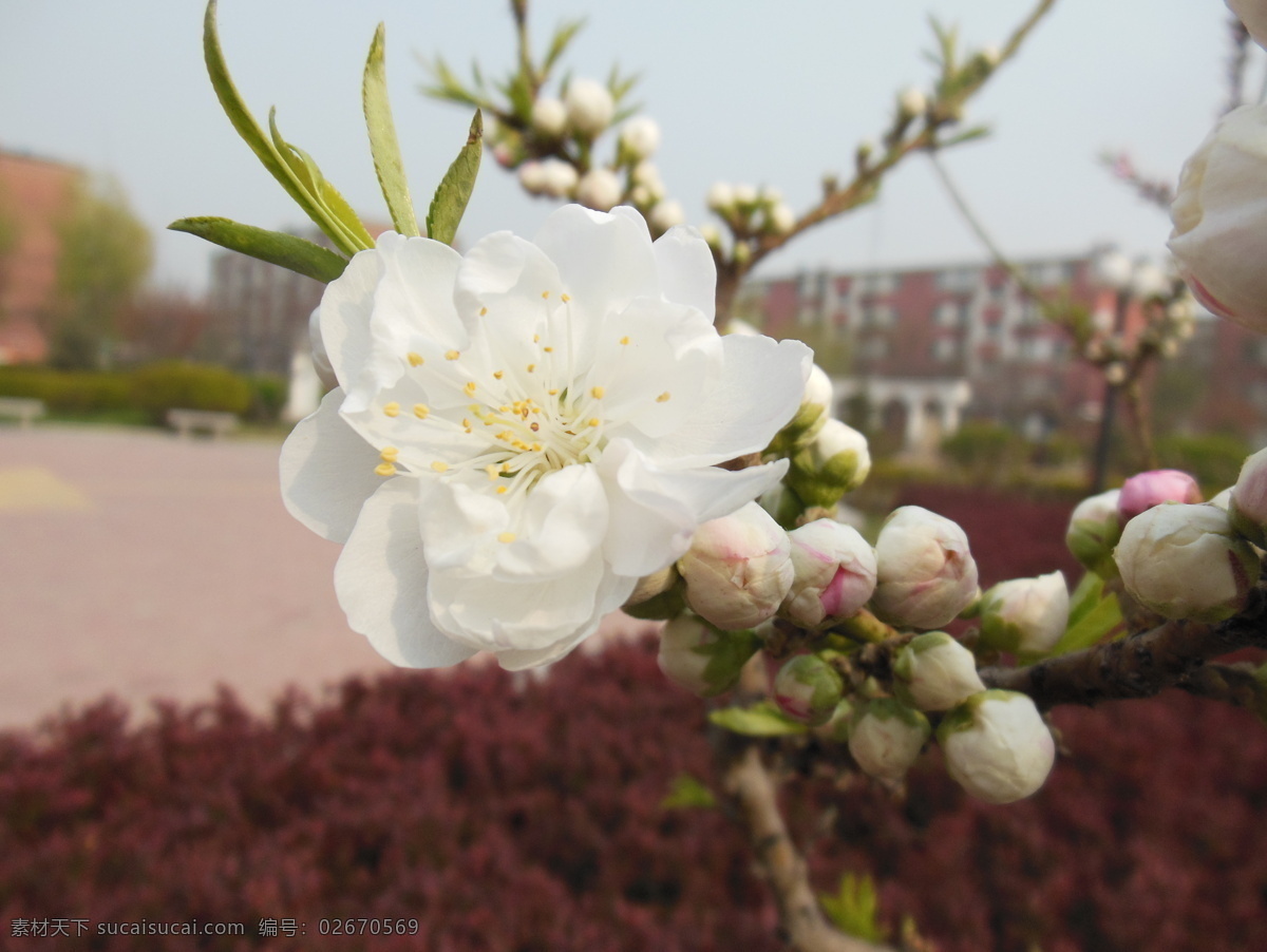 梅花 白色花 春天 高清图 花瓣 花草 花蕊 嫩叶 树枝 生物世界 psd源文件