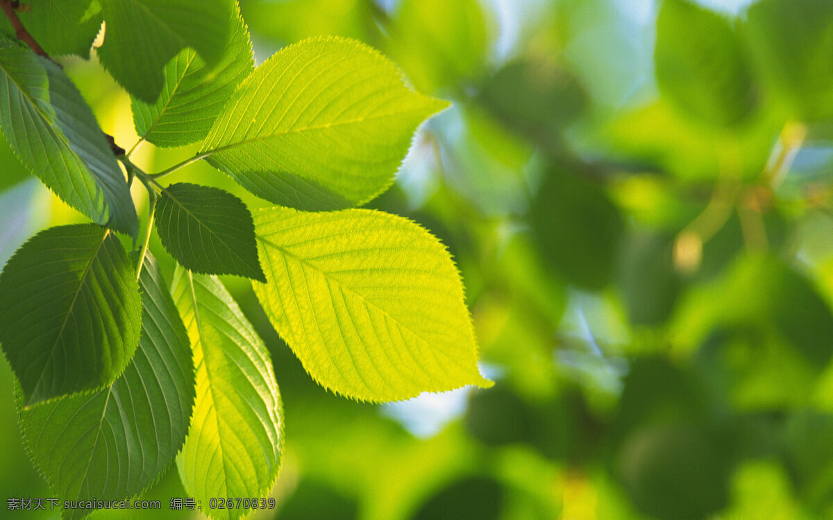 超 清晰 树叶 生物世界 树木树叶 绿叶摄影 摄影图库